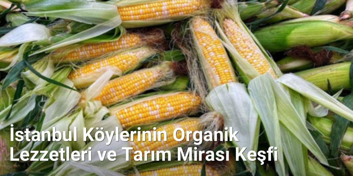 İstanbul Köylerinin Organik Lezzetleri ve Tarım Mirası Keşfi - istanbulkoyleri.net.tc