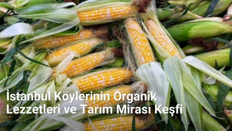 İstanbul Köylerinin Organik Lezzetleri ve Tarım Mirası Keşfi - istanbulkoyleri.net.tc