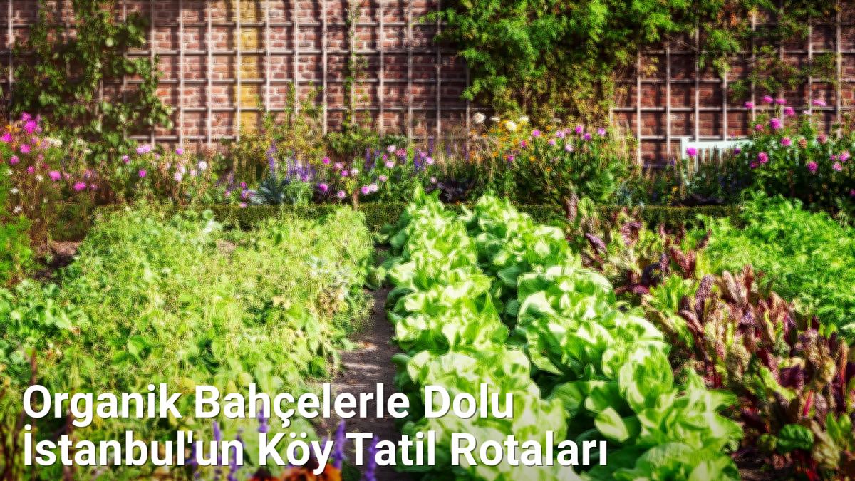 Organik Bahçelerle Dolu İstanbul'un Köy Tatil Rotaları - istanbulkoyleri.net.tc